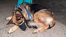 Policisté hledají majitele fenky n�meckého ov�áka, která byla nalezena 1. února...