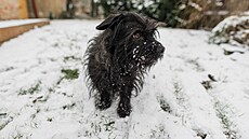 Zasn�ené vinice na ji�ní Morav�