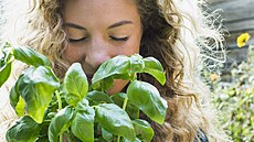 Bazalku vyuívejte nejen v kuchyni. Umí toti tonizovat pokoku celého tla, a...