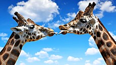 Náklonnost, namlouvací rituály, partnerské sou�ití, rozmno�ování, ale i harémy...