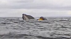 Adrián Simancas se ocitl v tlam velryby. Keporkak ho po nkolika vteinách...