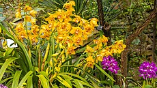 Orchideje v pra�ské botanické zahrad�