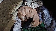 Veterinái odebrali chovateli v Pimd dva dosplé psy a jejich ti tata....