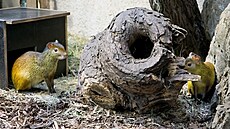 Samici aguti �ernoh�betého ze zoo v n�meckém Lipsku vpustili v pátek...