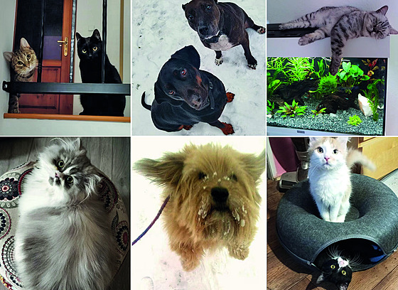 P�edstavujeme vám nejroztomilej�í mazlí�ky m�síce února.