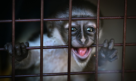 Poslední lednový den se v jihlavské zoo narodilo mlád� ko�kodana Rolowayova. Na...