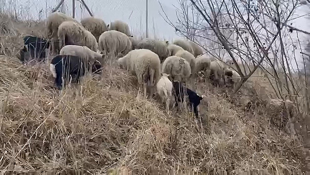 Z pražské farmy opakovaně prchají ovce, rády se potulují u Jižní spojky