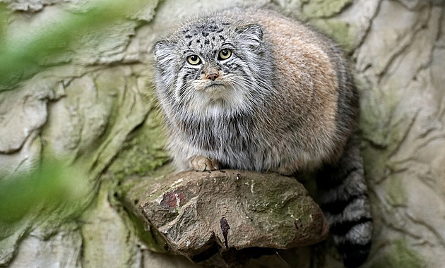 �ty�letá samice manula se p�est�hovala z chomutovského zooparku do zoologické...