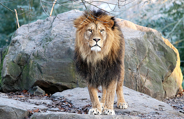V plzeské zoo museli uspat kvli zdravotním problémm patnáctiletého lva...