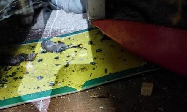 Drowning on Rohlence? Now barely, the inspection has found dead rodents and molds