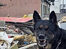 Na pozemku v brnnskch Hornch Herpicch le od loska nelegln pes 317...