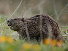 Bobr evropsk� v minulosti na �umav� �il, ale lid� jej v 19. stolet� vyhubili.