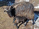 V ter 11. nora pilo v jihlavsk zoo na svt jehn ovce valask.