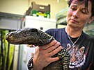 Chovatelka Lubomra efkov dr jedno rok a pl starch mlat aligtora...
