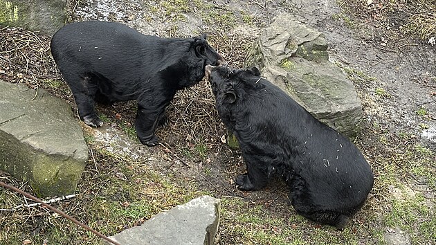 Vedle oetovatel dozorovali prvn setkn dvou samc medvd uatch v ostravsk zoo tak hasii pipraven rozohnn medvdy rozehnat vodou. (27. nora 2025)