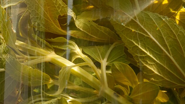 �aj z list� (nat�) jakonu je naho�kl� ale zdrav�. A m��ete si ho p��padn� osladit.