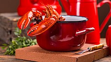 V tak malém hrnci humra neuva�íte, anebo mu zp�sobíte daleko v�t�í bolest, ne�...