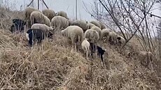 Z kr�ské farmy uteklo stádo n�kolika desítek ovcí, které podél �elezni�ní trati...