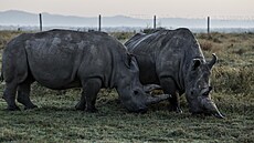 Dva z posledních severních bílých nosoro�c� na sv�t�, 35letá Najin (napravo) a...