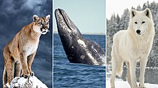 Ve 21. století nabral termín migrant pejorativní nádech. Ve zvíecí íi se...