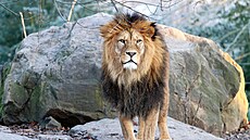 V plze�ské zoo museli uspat kv�li zdravotním problém�m patnáctiletého lva...