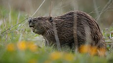 Bobr evropský v minulosti na �umav� �il, ale lidé jej v 19. století vyhubili.