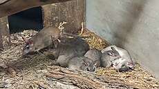 Mezi leto�ní významné odchovy �editel za�adil také mlá�ata k�e�k� velkých,...