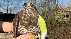 Kán v Hemánkovicích zranily ti broky, stará se o nj záchranná stanice v...