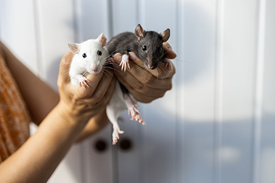 ilustra�ní snímek