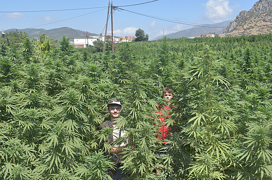 N�které rostliny marihuany dosahují tém�� t�í metr�. (24. srpna 2024)