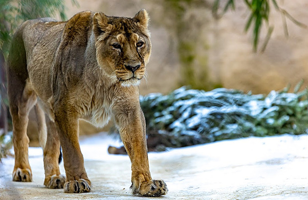 U� jen vzpomínka. Osmnáctiletou samici lva indického museli v Zoo Ostrava...