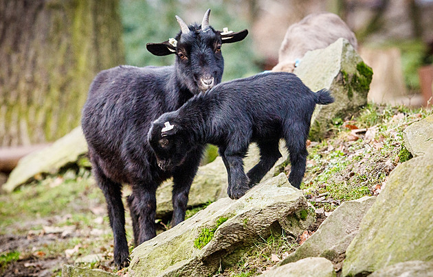 V ostravské zoo uhynula koza, žaludek měla plný plastových sáčků od lidí