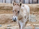 V prask zoologick zahrad se narodilo hb, samika ohroenho kon...