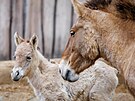 V prask zoologick zahrad se narodilo hb, samika ohroenho kon...