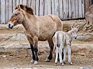 V prask zoologick zahrad se narodilo hb, samika ohroenho kon...