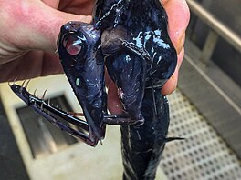 �M�j ranní obli�ej,� vtipkoval n�kdo jiný.