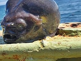 Tento hlubokomo�ský druh m��e dor�stat a� 44 cm a jeho zdeformovaný vzhled je...