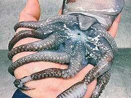 Na vzácné úlovky se m��ete podívat nap�íklad na Instagramu...