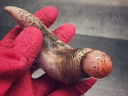 Fedortsov se svými neobvyklými úlovky rád chlubí na sociálních sítích.