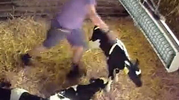 Zbry ze skrytch kamer spolku Zvata nejme na dvancti farmch dodvajcch mlko do Mlkrny Kunn. (5. bezna 2025)