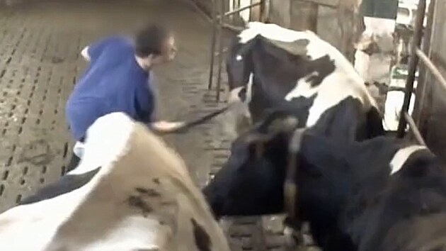 Zbry ze skrytch kamer spolku Zvata nejme na dvancti farmch dodvajcch mlko do Mlkrny Kunn. (5. bezna 2025)