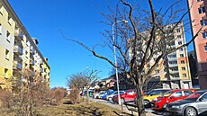 Staré a nemocné stromy na sídliti Pod Chlumem v Jeseníku budou pokáceny. V...