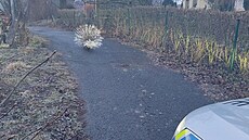 Dikobraz v obci Ro�tín na Krom��í�sku si vy�ádal zásah policie. (únor 2025)