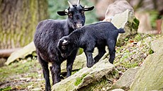 Kozi�ky, které pat�í k velmi oblíbeným u náv�t�vník� ostravské zoo. Jen�e z...