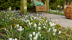 Sotva se p�dy dotknou první h�ejivé slune�ní paprsky, krokusy neboli �afrány...