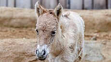 V pra�ské zoologické zahrad� se narodilo h�íb�, sami�ka ohro�eného kon�...