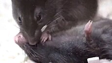 Zví�ecí resuscitace. My�i si instinktivn� poskytují první pomoc