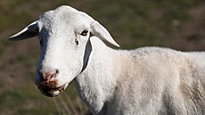 Jedna z ovcí urených na vypásání trávy a plevele v solárních parcích (2....