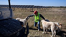 Chad Raines se svými ov�áckými psy. (2. prosince 2024)