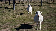 Ovce plemene Dorper v texaském Haskellu spásají trávu mezi solárními panely....
